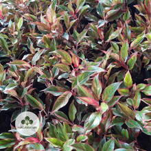 Load image into Gallery viewer, Aglaonema Red Siam