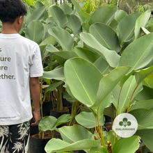 Load image into Gallery viewer, Calathea Lutea