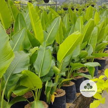 Load image into Gallery viewer, Traveler's Palm