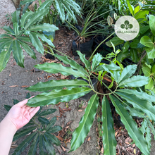 Load image into Gallery viewer, Philodendron Goeldii