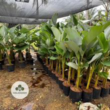 Load image into Gallery viewer, Calathea Lutea