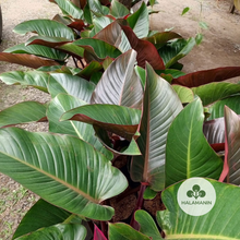 Load image into Gallery viewer, Philodendron Red Congo