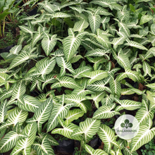 Load image into Gallery viewer, Xanthosoma Lindenii