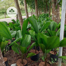 Load image into Gallery viewer, Licuala Grandis