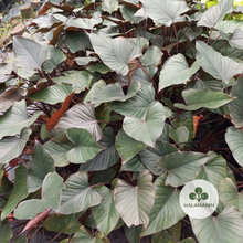 Load image into Gallery viewer, Black Homalomena