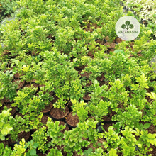 Load image into Gallery viewer, Aglaia Odorata (Chinese Perfume)