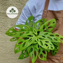 Load image into Gallery viewer, Monstera Adansonii