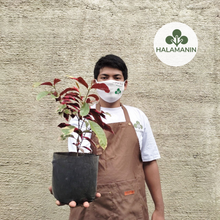 Load image into Gallery viewer, Picarra (Chinese Croton)