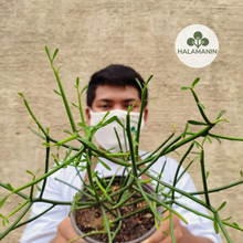 Load image into Gallery viewer, Pencil Cactus