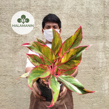 Load image into Gallery viewer, Aglaonema Red Siam