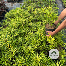 Load image into Gallery viewer, Golden Miagos