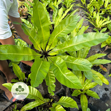 Load image into Gallery viewer, Bird's Nest (Female)