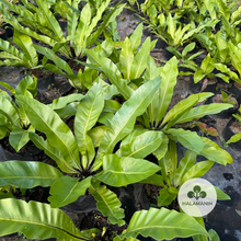 Load image into Gallery viewer, Bird's Nest (Female)