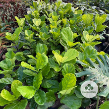Load image into Gallery viewer, Fiddle Leaf Fig