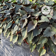 Load image into Gallery viewer, Black Homalomena