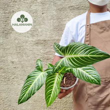 Load image into Gallery viewer, Xanthosoma Lindenii