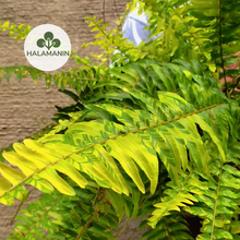 Load image into Gallery viewer, Variegated Boston Fern