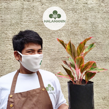 Load image into Gallery viewer, Aglaonema Red Siam
