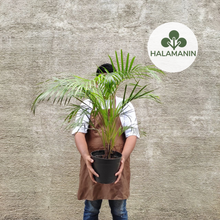 Load image into Gallery viewer, Bamboo Palm (Palmera)