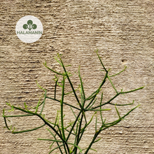 Load image into Gallery viewer, Pencil Cactus