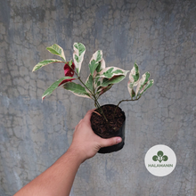 Load image into Gallery viewer, Picarra (Chinese Croton)