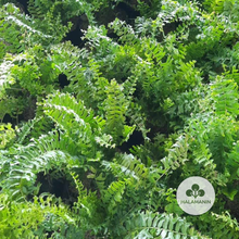 Load image into Gallery viewer, Fish Tail Fern (Cross Fern)