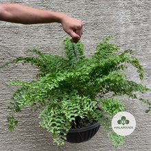 Load image into Gallery viewer, Fish Tail Fern (Cross Fern)