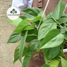 Load image into Gallery viewer, Philodendron Heartleaf