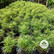 Load image into Gallery viewer, Golden Miagos