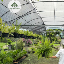 Load image into Gallery viewer, Boston Fern