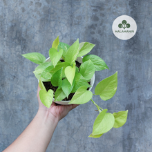 Load image into Gallery viewer, Neon Pothos