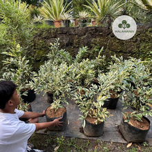 Load image into Gallery viewer, Variegated Suregada Multiflora (Matdo)