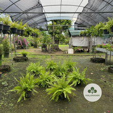 Load image into Gallery viewer, Boston Fern