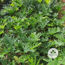 Load image into Gallery viewer, Philodendron Selloum