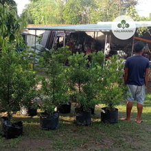 Load image into Gallery viewer, Podocarpus Maki