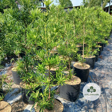 Load image into Gallery viewer, Podocarpus Maki