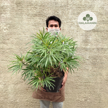 Load image into Gallery viewer, Golden Miagos