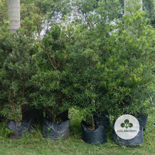 Load image into Gallery viewer, Podocarpus Maki