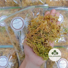 Load image into Gallery viewer, Dried Green Moss