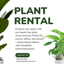 Load image into Gallery viewer, Plant Rental