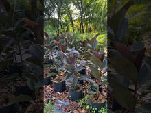 Load and play video in Gallery viewer, Plant Rental