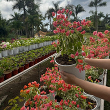 Load image into Gallery viewer, Bougainvillea