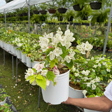 Load image into Gallery viewer, Bougainvillea