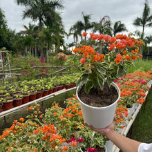 Load image into Gallery viewer, Bougainvillea