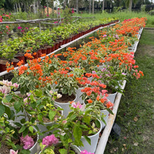 Load image into Gallery viewer, Bougainvillea
