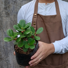 Load image into Gallery viewer, Ficus Nana