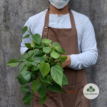 Load image into Gallery viewer, Philodendron Heartleaf