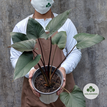 Load image into Gallery viewer, Black Homalomena