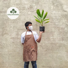 Load image into Gallery viewer, Licuala Grandis