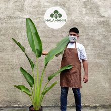 Load image into Gallery viewer, Traveler's Palm